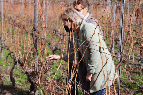 Canarias abre las ayudas para la producción de vinos con Denominación de Origen Protegida