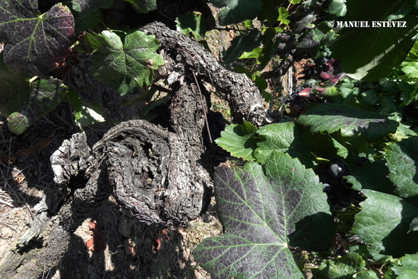 La Comisión propone una revisión del régimen de las indicaciones geográficas de vinos