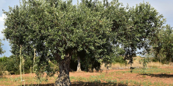 Asaja califica de ridículas las ayudas dirigidas al olivar tradicional