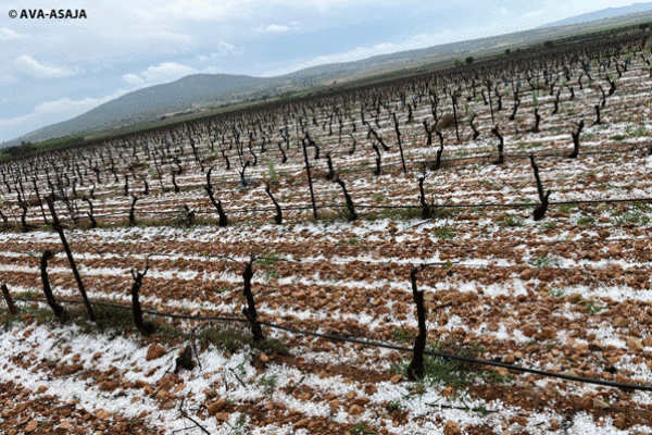 Asaja Valencia AVA pide la implicación de la FVMP y los ayuntamientos para aprobar ayudas directas y medidas fiscales ante los más de 30 millones de pérdidas por el clima