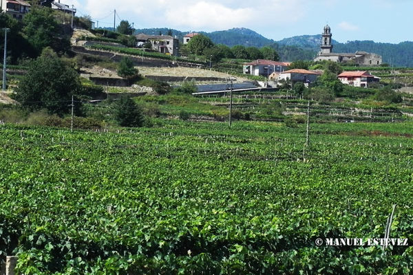 El Mapa distribuye autorizaciones para plantar 946 nuevas hectáreas de viñedo en 2022