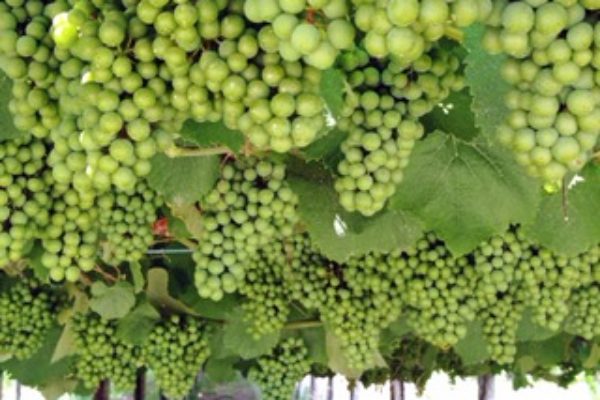EL Consejo Regulador Rías Baixas estima que, si las condiciones meteorológicas son propicias, en esta vendimia se pondrían recoger unos 41 millones de kilos de uva