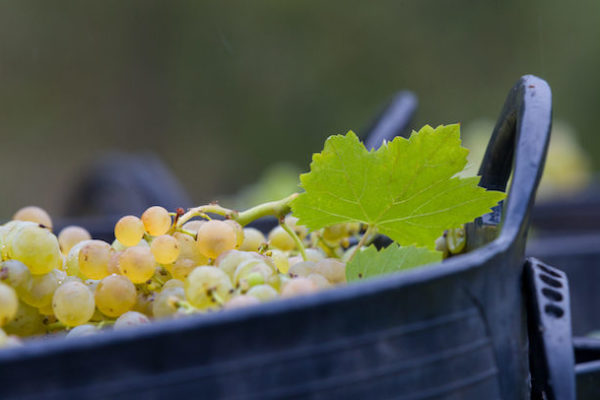 Comienza la vendimia en la D.O.Ca. Priorat condicionada por las altas temperaturas y la irregularidad de las lluvias