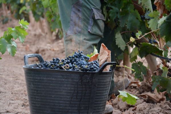 La Rioja abre una convocatoria de ayudas con 400.000 euros para financiar y acondicionar alojamientos destinados a trabajadores estacionales agrarios