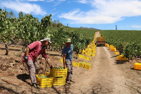 La vendimia en la D.O. Valdeorras comenzó el 23 de agosto