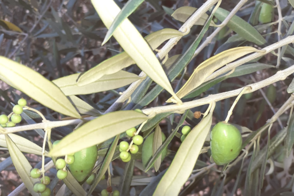 Olivicultores y almazaras se plantean no recolectar al no haber apenas aceitunas debido a la sequía