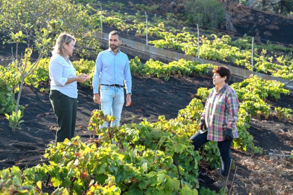 Vanoostende anuncia mejoras en las redes de riego y carreteras de acceso a viñedos en el sur de La Palma