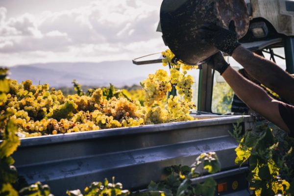 Vendimia 2022 en la D.O. Cava la primera en la que se diferencian las uvas de los Cavas de Guarda Superior