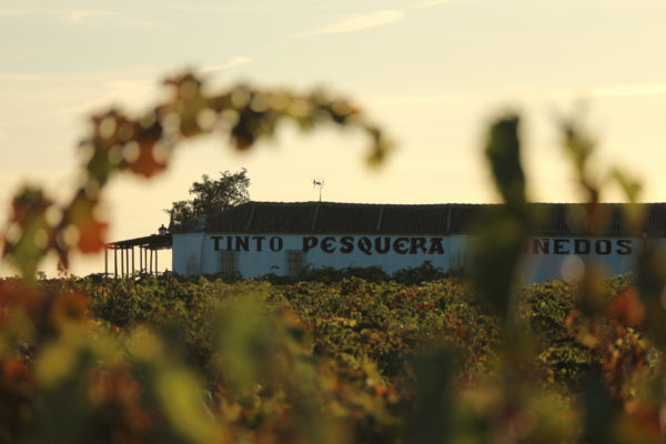Bodegas Tinto Pesquera celebra sus 50 años de historia con un encuentro local