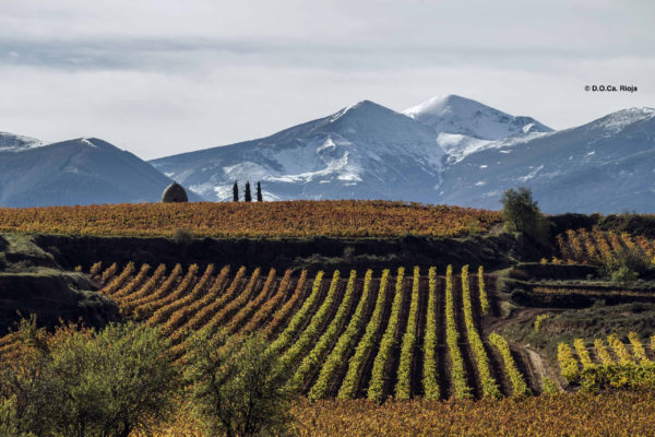 La D.O.Ca. Rioja blinda la exclusividad de sus viñedos