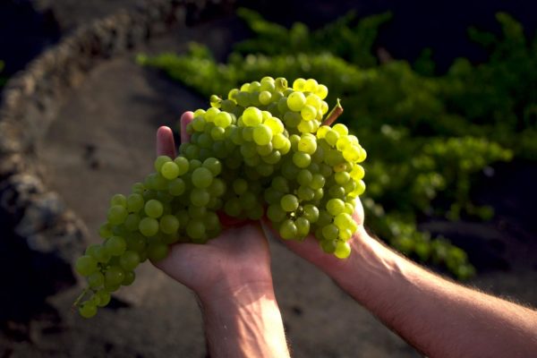 La vendimia de Lanzarote ronda los dos millones de kilos de uva recogidos