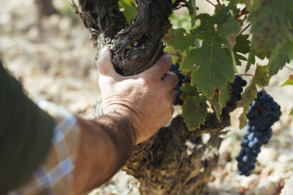 Se mantiene una correcta evolución de la maduración en la vendimia de la D.O.Ca.Rioja