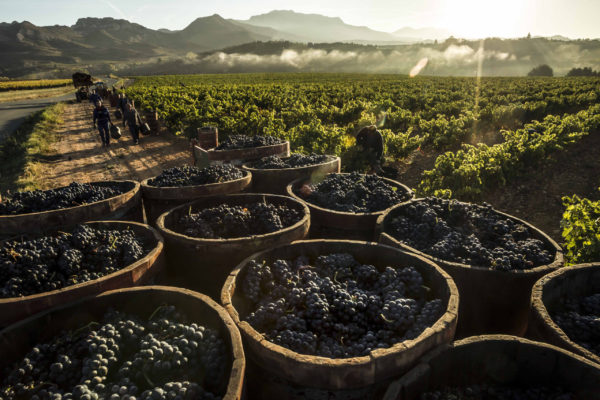 En la D.O. Ca  Rioja se mantienen las buenas condiciones vegetativas y sanitarias de la vid