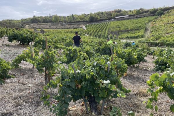 Valdeorras concluye el tiempo de vendimia con algo más de 6,5 millones de kilos de uva recogidos