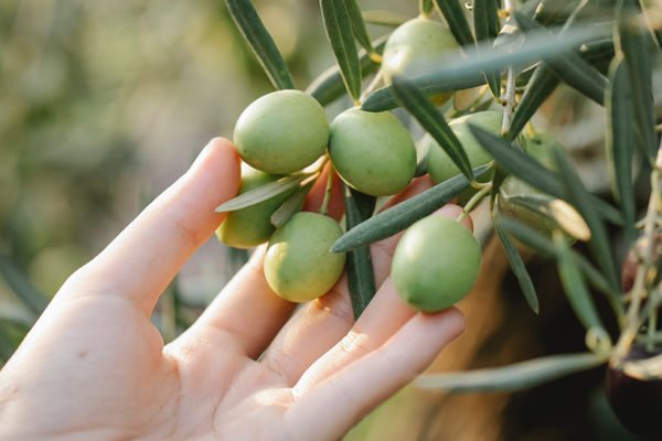 Andalucía destina más de 3,8 millones a la promoción del sector agroalimentario con calidad diferenciada