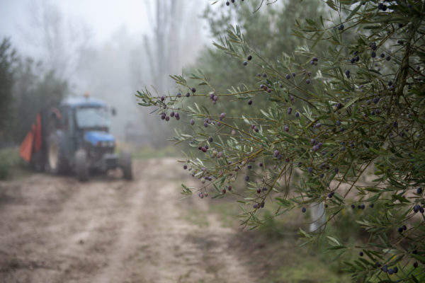 La Rioja acogerá las Jornadas Nacionales de Olivicultura el 19 y 20 de octubre para abordar los retos y oportunidades del olivar frente al cambio climático