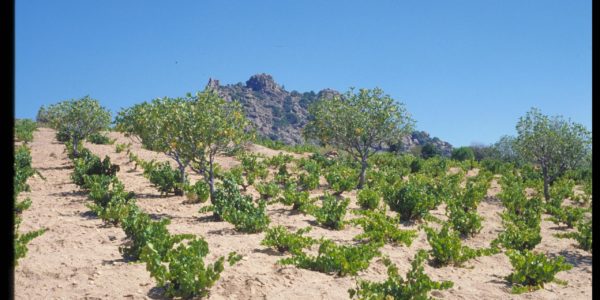 La Comunidad de Madrid lanza los Innobonos para investigaciones que aumenten la competitividad del sector agrario y ganadero