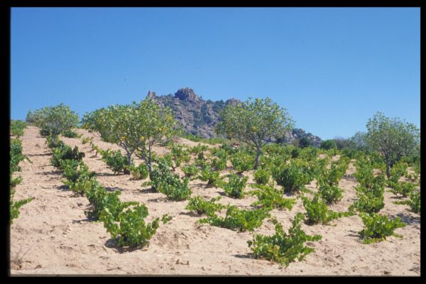 La Comunidad de Madrid lanza los Innobonos para investigaciones que aumenten la competitividad del sector agrario y ganadero
