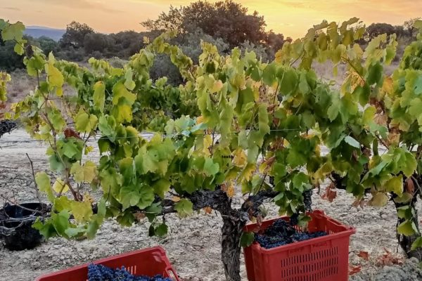 La D.O.P. Somontano finaliza su vendimia con más de 17.200.000 kilos de uva recogidos