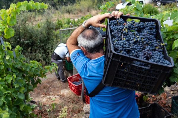 Finaliza la vendimia en la D.O. Ribeira Sacra cumpliendo las expectativas con 6.047.400 kilos recogidos