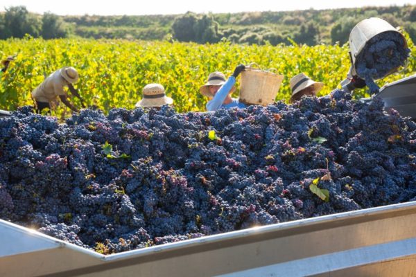 La renta agraria desciende un 5,5 % en 2022 y se sitúa en 27.861 millones de euros