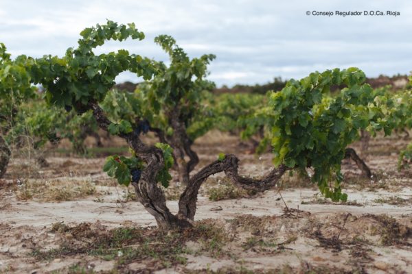 El Gobierno de La Rioja adelanta la convocatoria de ayudas a inversiones en explotaciones agrarias por 4 millones €