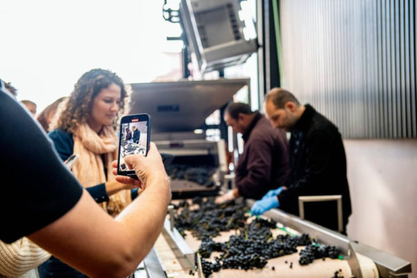 La cuadragésima vendimia de Ribera del Duero se cerró con 105.038.409 kilos de uva recogidos