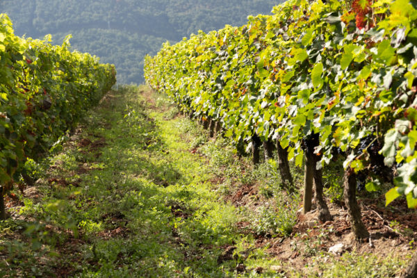 Galicia convocará próximamente las ayudas, más de 4,4 M€, para fomentar la elaboración y la comercialización de productos vitinícolas