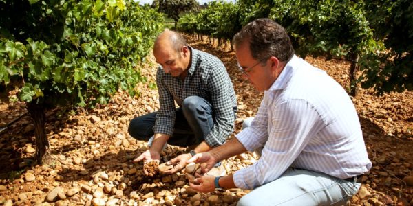 LONGVERDEJO avanza en la mejora de la longevidad y la capacidad de envejecimiento de los vinos de la variedad verdejo de la D.O. Rueda