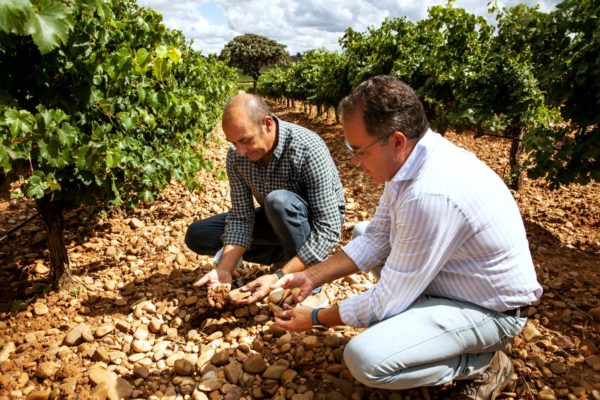 LONGVERDEJO avanza en la mejora de la longevidad y la capacidad de envejecimiento de los vinos de la variedad verdejo de la D.O. Rueda