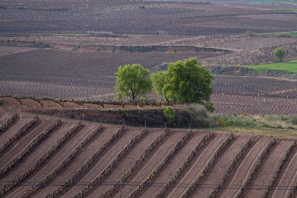 La Rioja aprueba el proyecto de nuevo Decreto de Potencial Vitícola regional para adaptarlo a la normativa nacional y europea