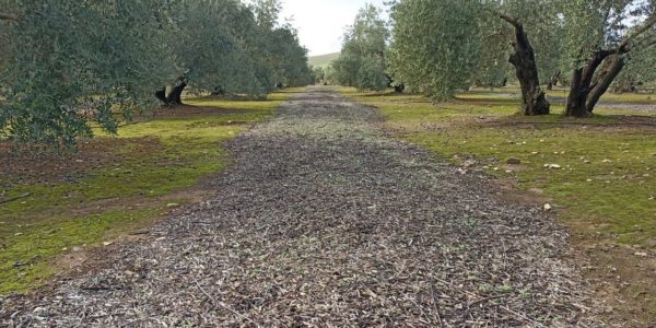 Asaja Córdoba pide que el olivar de la provincia no se incluya como Patrimonio Mundial