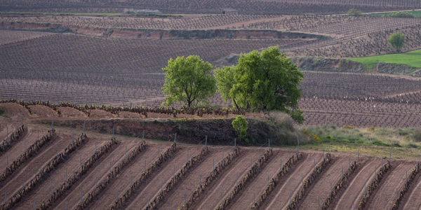 El Gobierno de La Rioja incrementa un 14% hasta los 4,1 millones de euros el presupuesto para subvencionar el coste de los seguros agrarios en 2023