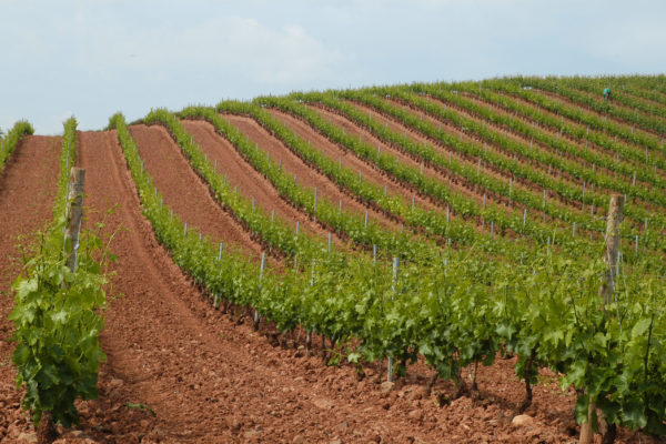 Las ayudas para la reestructuración o reconversión de viñedo en La Rioja pueden solicitarse hasta el 1 de marzo