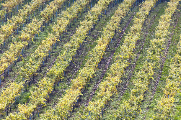 Los vinos de la D.O.Rías Baixas superaron los 37 millones y medio de contraetiquetas en 2022