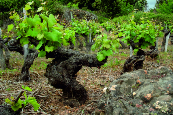 En 2022 se alcanzó el récord de litros de vino calificados por la D.O. Valdeorras desde que existen los registros, superando los 4,6 millones
