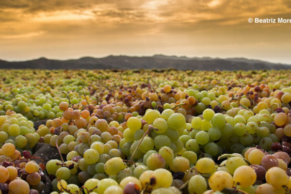 Andalucía mejora la caracterización de sus vinos tradicionales con Denominación de Origen