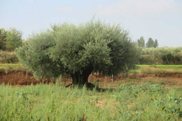 El olivar está obligado a reinventarse, según ASAJA Andalucía