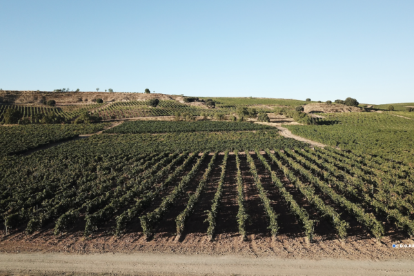 Continuando con su falta de transparencia, la DO Ribera del Duero se une a la Universidad de Valladolid sin explicar el retorno que aporta esta acción a sus contribuyentes