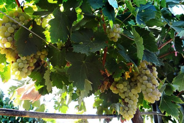 Extremadura publica la convocatoria de 1,5 millones de euros en ayudas a la cosecha en verde