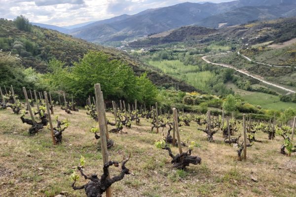 El godello heróico