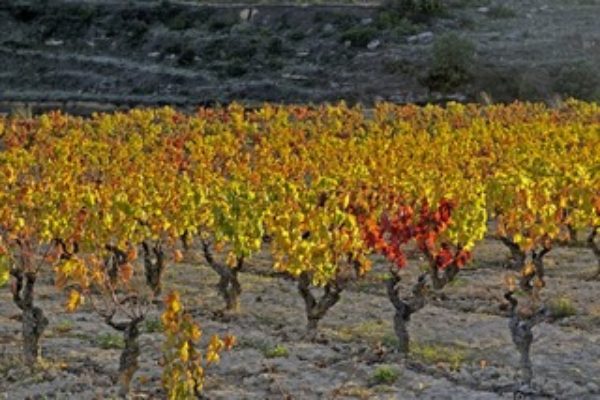 El Gobierno Vasco activará 7,3 millones de euros en ayudas extraordinarias a Rioja Alavesa para la cosecha en verde