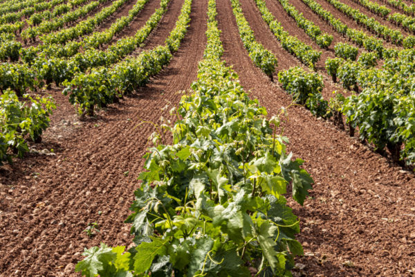 El Gobierno de La Rioja abre el periodo de solicitud para la ayuda de la cosecha en verde