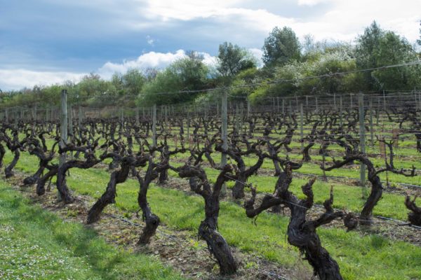 El MAPA abre el plazo de solicitud de ayudas para la cosecha en verde en viñedo de vinificación