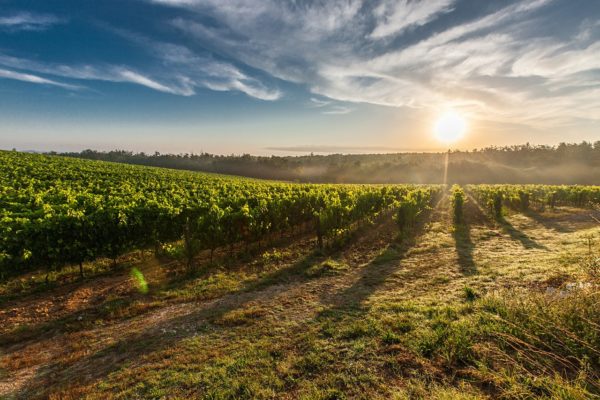 El 96 % de la superficie de viñedo en España se encuentra en territorio de alguna denominación de calidad