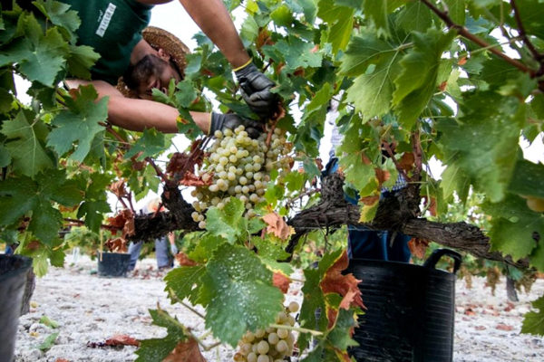 La Junta solicita una corrección de la reducción de módulos del IRPF para el campo andaluz