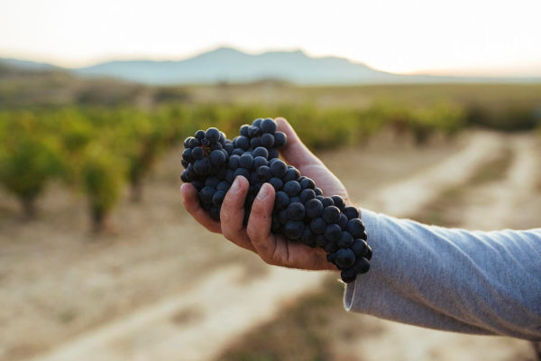 Rioja califica como «Muy Buena» su cosecha de 2022