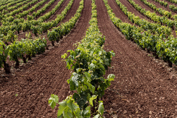 La Rioja comunica al MAPA 985 hectáreas de viñedo admisibles para la cosecha en verde