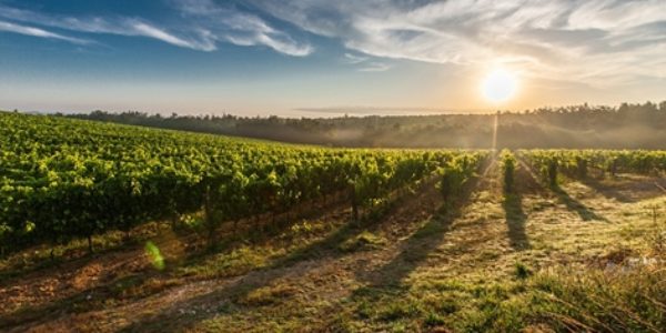 El Gobierno aprueba una disposición para evitar sanciones a los viticultores a los que la sequía haya impedido ejecutar sus autorizaciones de plantación