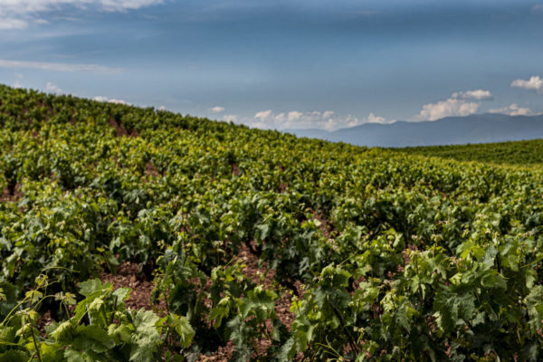 El MAPA comunica al Gobierno de La Rioja que todas las parcelas de cosecha en verde han sido admitidas